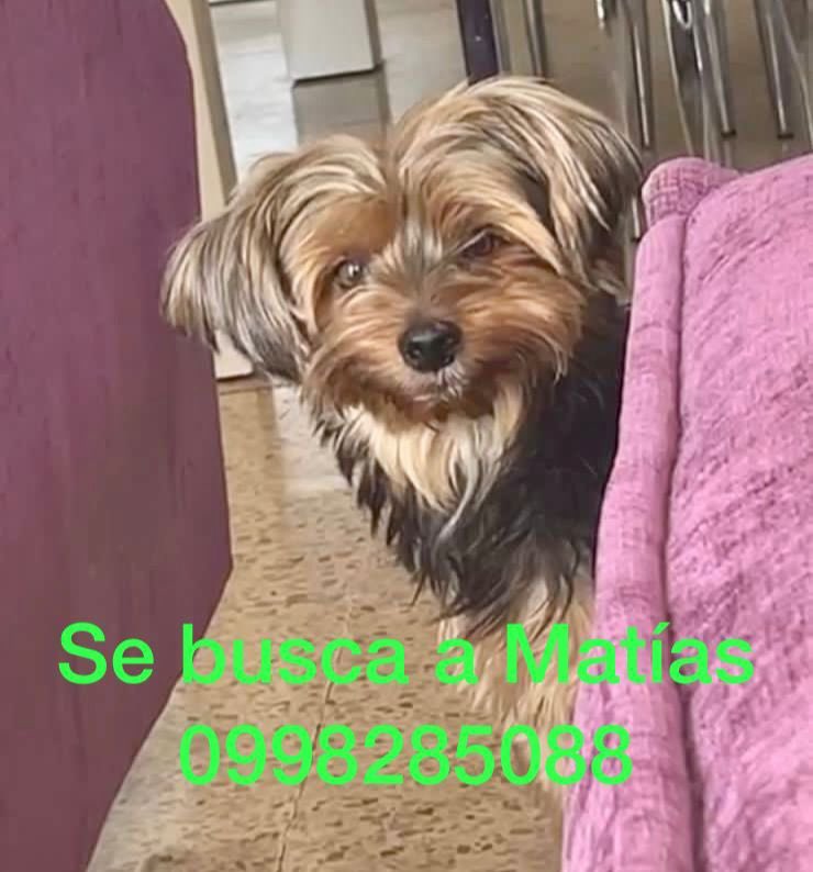 LES RUEGO ME AYUDEN A COMPARTIR 

Porfa ayúdenme a encontrar el perro de mi sobrina <a href="/nicolenaulag/">Nicole Naula Gómez</a> les ruego compartan esta imagen de MATÍAS es un YORKIE de 5 años y se perdió en Samanes 6 el 24 de Diciembre a las 18:30 🥺 cualquier información con <a href="/jorgenaula/">JORGE NAULA MERINO</a> 096-982-2725