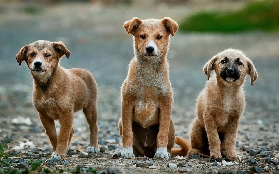 GELİŞMİŞ BİR ÜLKEDE SOKAKTA KEDİ KÖPEK OLMAZ. Evet yok çünkü insanın gelişmişlik ölçütü gezegenin diğer paydaşlarıyla arasına çektiği keskin sınırı da içerir. Bahsedilen tüm o ülkeler, 1900'lerden itibaren sokaktaki popülasyonu kontrol altına almak için hayvanları öldürdüler.