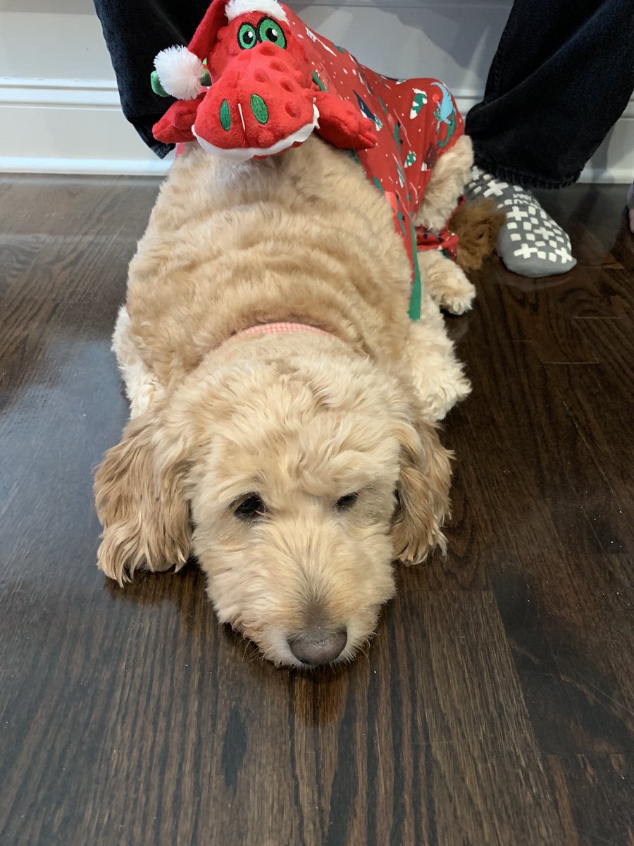 aDrive_tK's tweet photo. Christmas Lillipup https://t.co/USBRkwVkv4