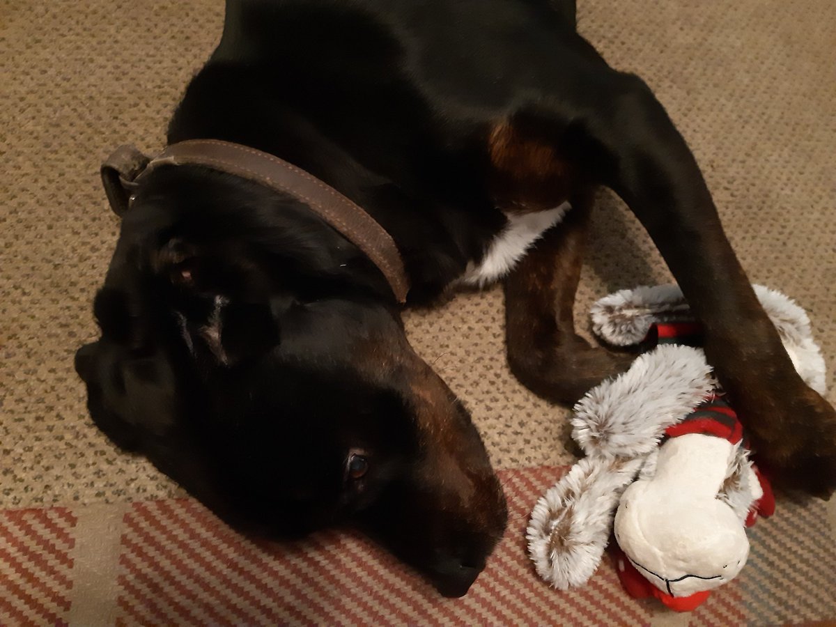 K_K1386's tweet photo. Merry Christmas! #Christmasfurfamily https://t.co/PBl7kpAHs2