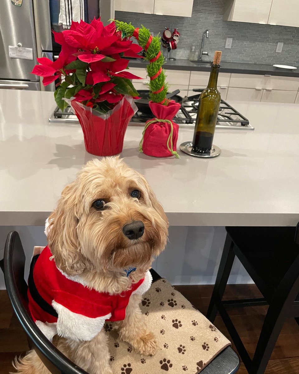 HelloPixelPup's tweet image. Happy pawlidays everybuddy 🐾 🎄 🎁 

#happyholidays #merrychristmas #santapaws #hellopixelpup