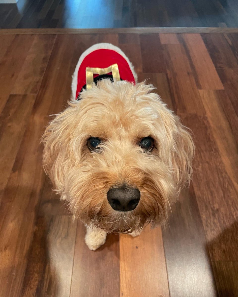 HelloPixelPup's tweet image. Happy pawlidays everybuddy 🐾 🎄 🎁 

#happyholidays #merrychristmas #santapaws #hellopixelpup