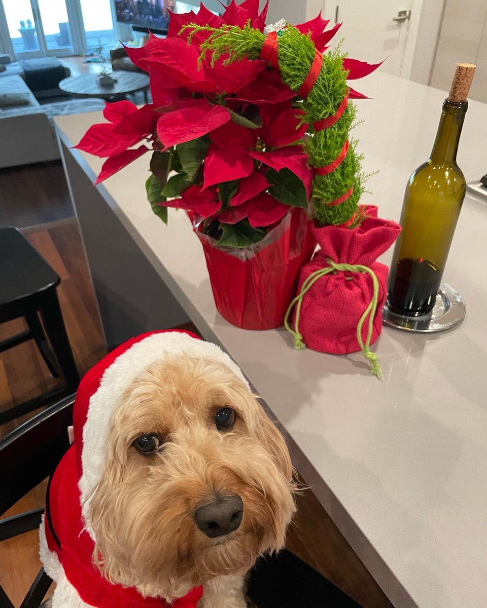 HelloPixelPup's tweet image. Happy pawlidays everybuddy 🐾 🎄 🎁 

#happyholidays #merrychristmas #santapaws #hellopixelpup