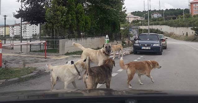 Muhsinsenol's tweet photo. Öncelikle şunu kabul etmeliyiz: Bu ülkede #KöpekSorunu vardır.

Daha sonra bu sorunun çözümü için sivil toplum, hükümet ve yerel yönetimler birlikte çözüm bulmalıyız.

Daha fazla can kaybedemiyiz, daha fazla çocuğumuzu bu soruna kurban veremeyiz. https://t.co/gAZjYqExLf