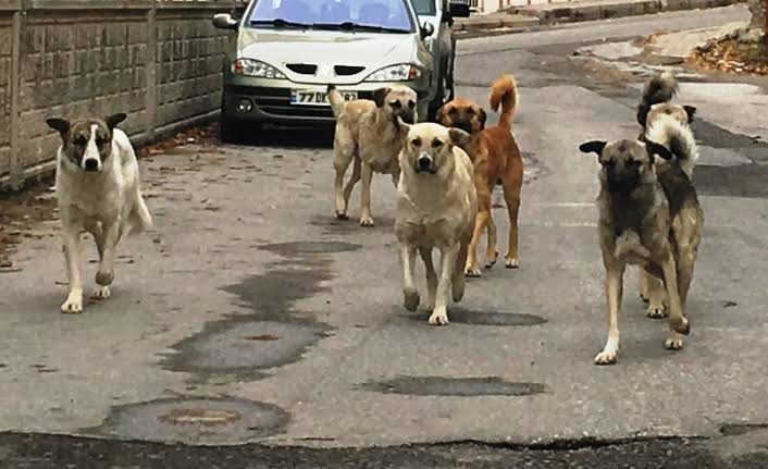 Muhsinsenol's tweet photo. Öncelikle şunu kabul etmeliyiz: Bu ülkede #KöpekSorunu vardır.

Daha sonra bu sorunun çözümü için sivil toplum, hükümet ve yerel yönetimler birlikte çözüm bulmalıyız.

Daha fazla can kaybedemiyiz, daha fazla çocuğumuzu bu soruna kurban veremeyiz. https://t.co/gAZjYqExLf