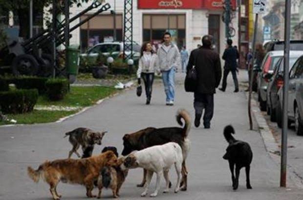 Muhsinsenol's tweet photo. Öncelikle şunu kabul etmeliyiz: Bu ülkede #KöpekSorunu vardır.

Daha sonra bu sorunun çözümü için sivil toplum, hükümet ve yerel yönetimler birlikte çözüm bulmalıyız.

Daha fazla can kaybedemiyiz, daha fazla çocuğumuzu bu soruna kurban veremeyiz. https://t.co/gAZjYqExLf