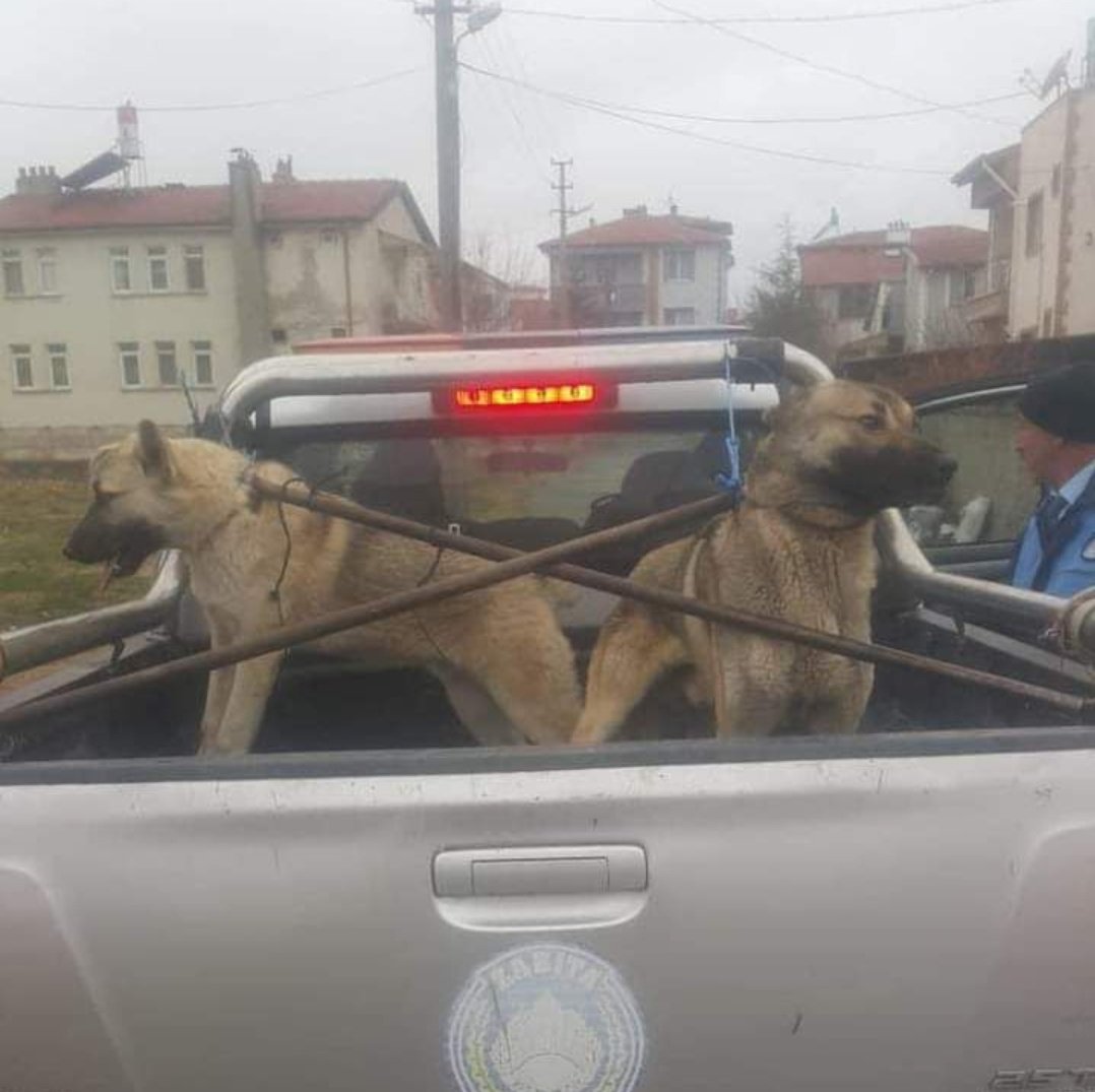 Hayvanların ahından kurtulamayacaksınız ‼️
#SokakHayvanlarıSahipsizDeğil