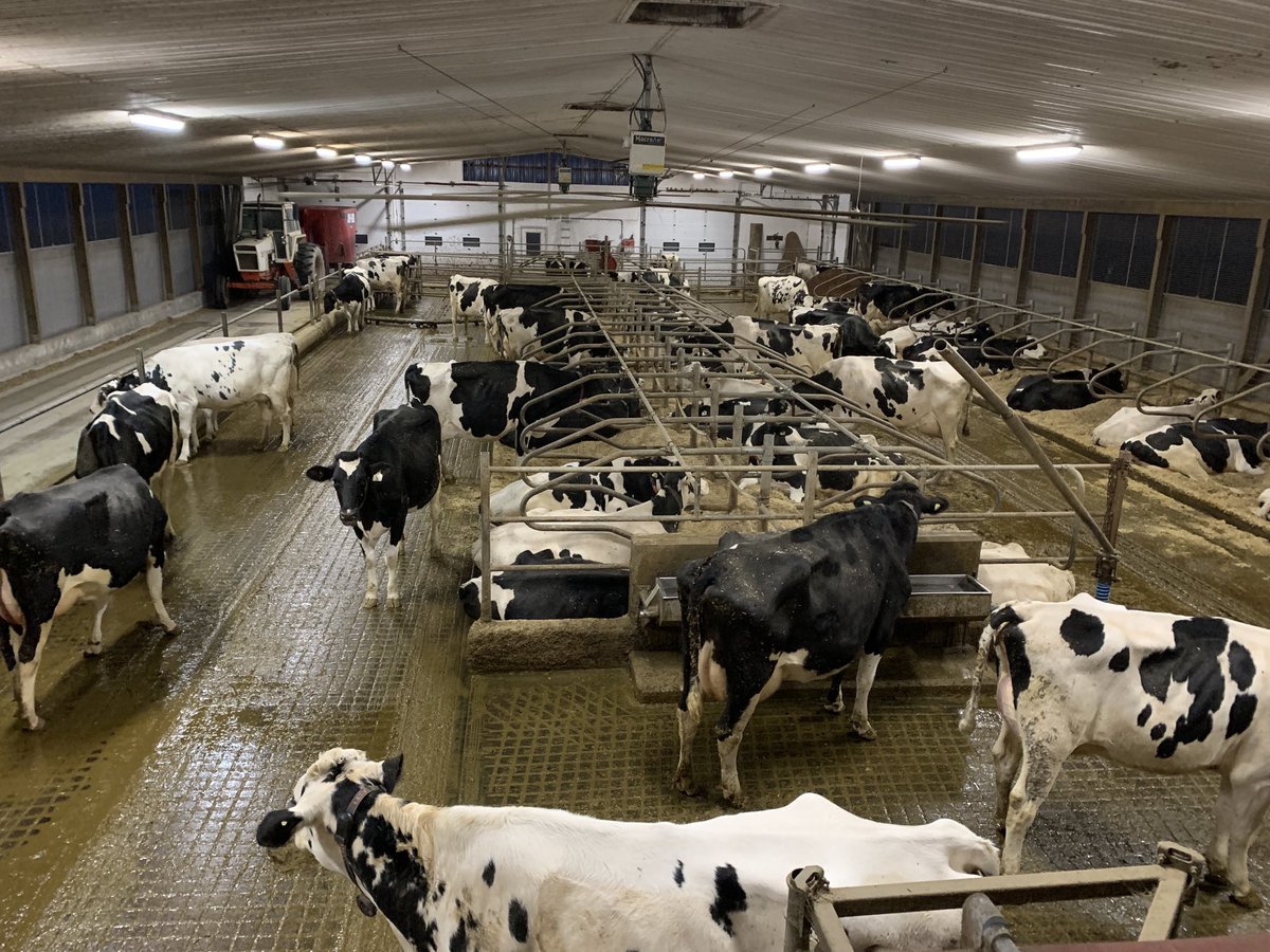All is quiet,all is calm at Timelen Farms. Merry Christmas.