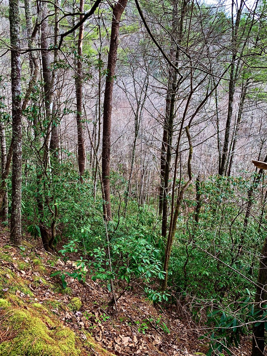 salamanderwhspr's tweet photo. A nice Christmas Eve hike. Of course it wouldn’t be a hike without using ⁦@inaturalist⁩ ! #citizenscience for the holidays! https://t.co/Sj4sonGmnR