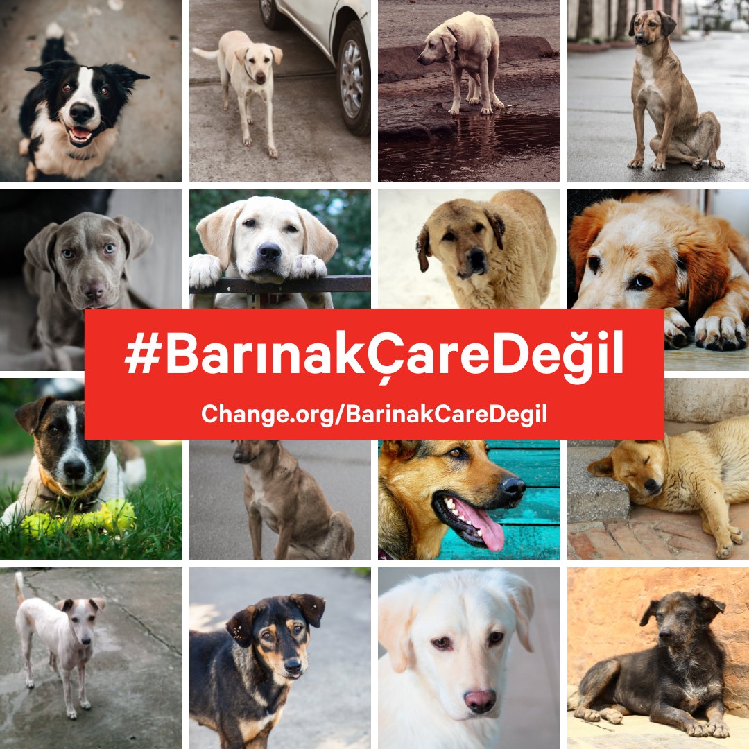 "Barınakların hali ortada!"
#SokakHayvanlarıSahipsizDeğil 

Sokak köpeklerinin toplatılmasına karşı kampanya başlatan Şaziye, çarenin barınak olmadığını söylüyor.
Önerisi: "Sev, besle, kısırlaştır, yaşat!"

Destekliyorsan imzala, paylaş:
👉Change.org/barinakcaredeg…