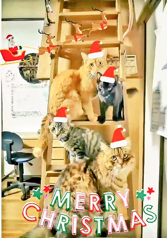 faroglass's tweet photo. サンタさんが来ない我が家のクリスマスが終わりました。
限りなくレシピ名に近い、肉少なめのロールキャベツ作りました。
(*´༥`*)ウマウマ
#ロールキャベツ
#christmas
#rollcabbage
#コッペとギャンゴ
#ジンとジジジ
#supercatbrothers
#兄弟
#猫
#保護猫出身
#cat
#gatto https://t.co/dm3Kjf1FXL