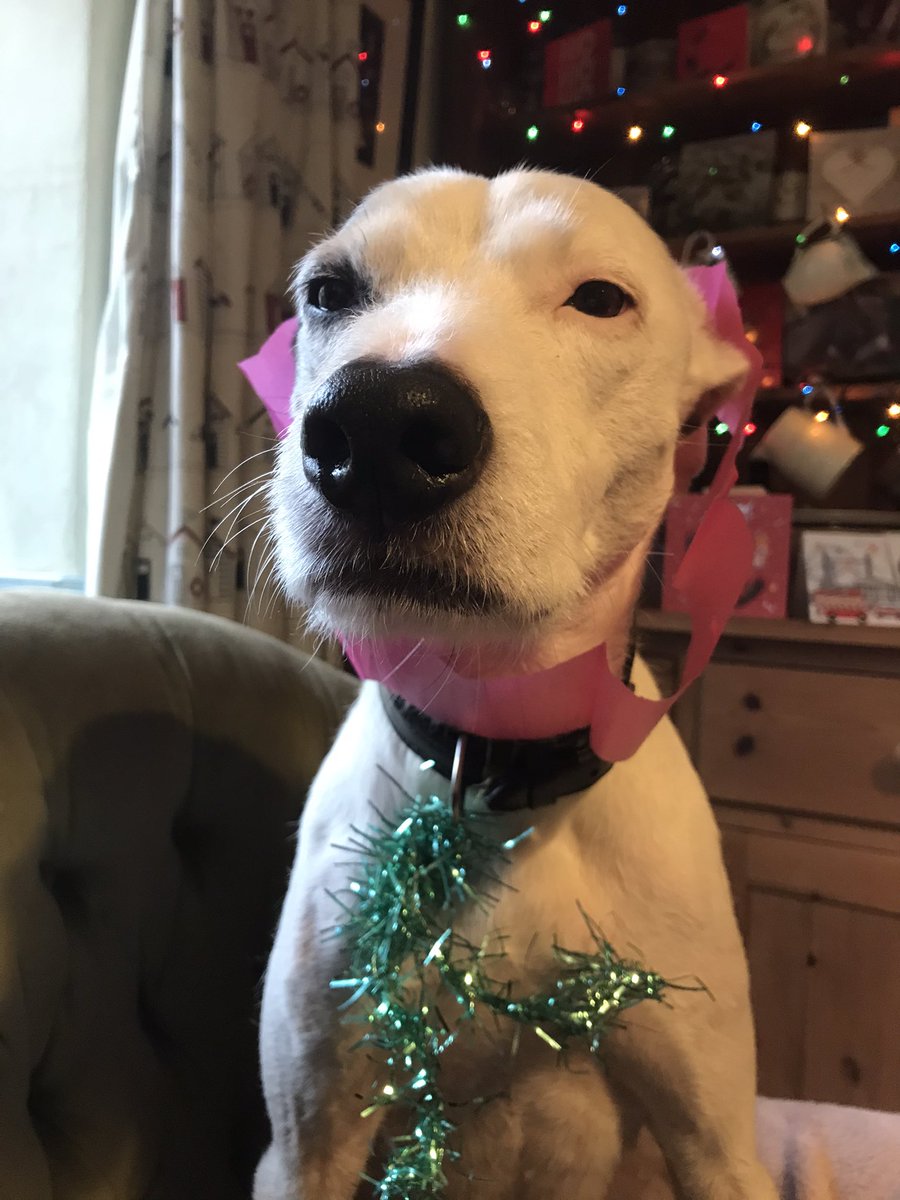Museum_Rachel's tweet photo. Christmas happenings and for the sign lovers amongst us a pic just for you...most importantly is the text big enough?!? #Christmas #RuralLife #MuseumSignage #ADogsLife Eddie and Lily say Happy Christmas to Huxley @romanpalace https://t.co/KVwf5Q61so