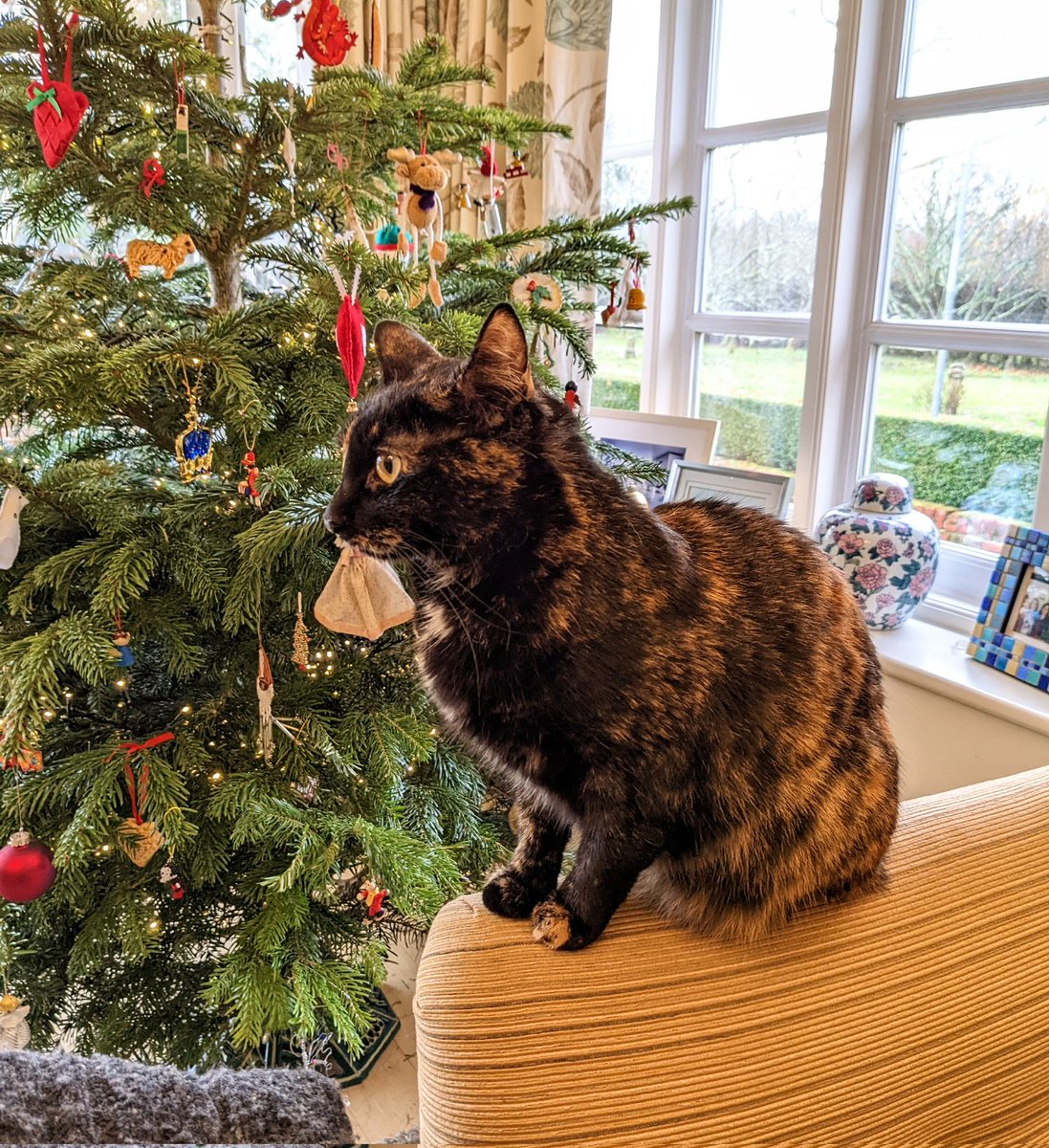 nuaus's tweet photo. @Number10cat Olive 🫒 https://t.co/X9nEbOVDmm