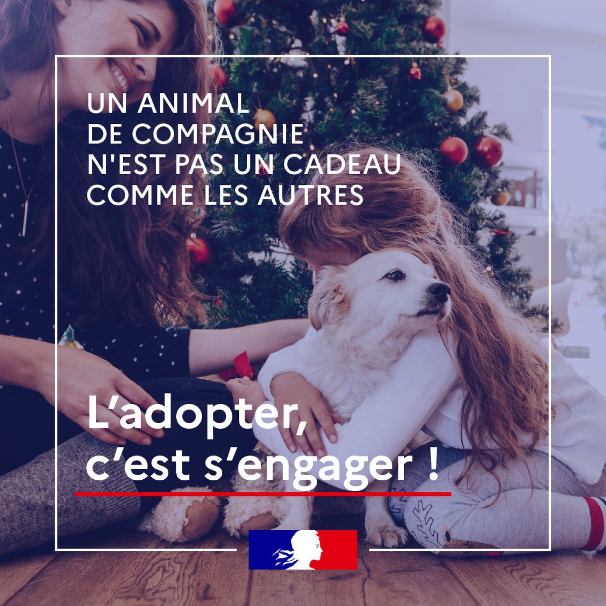 LoicDombreval's tweet photo. Chaque année en France, après les fêtes de Noël, de nombreux animaux sont abandonnés.
Un animal de compagnie, un être vivant, n’est pas un cadeau comme les autres.    
Adopter, c’est s’engager.
Joyeux Noël à toutes et à tous ! https://t.co/4URmjmmwnI