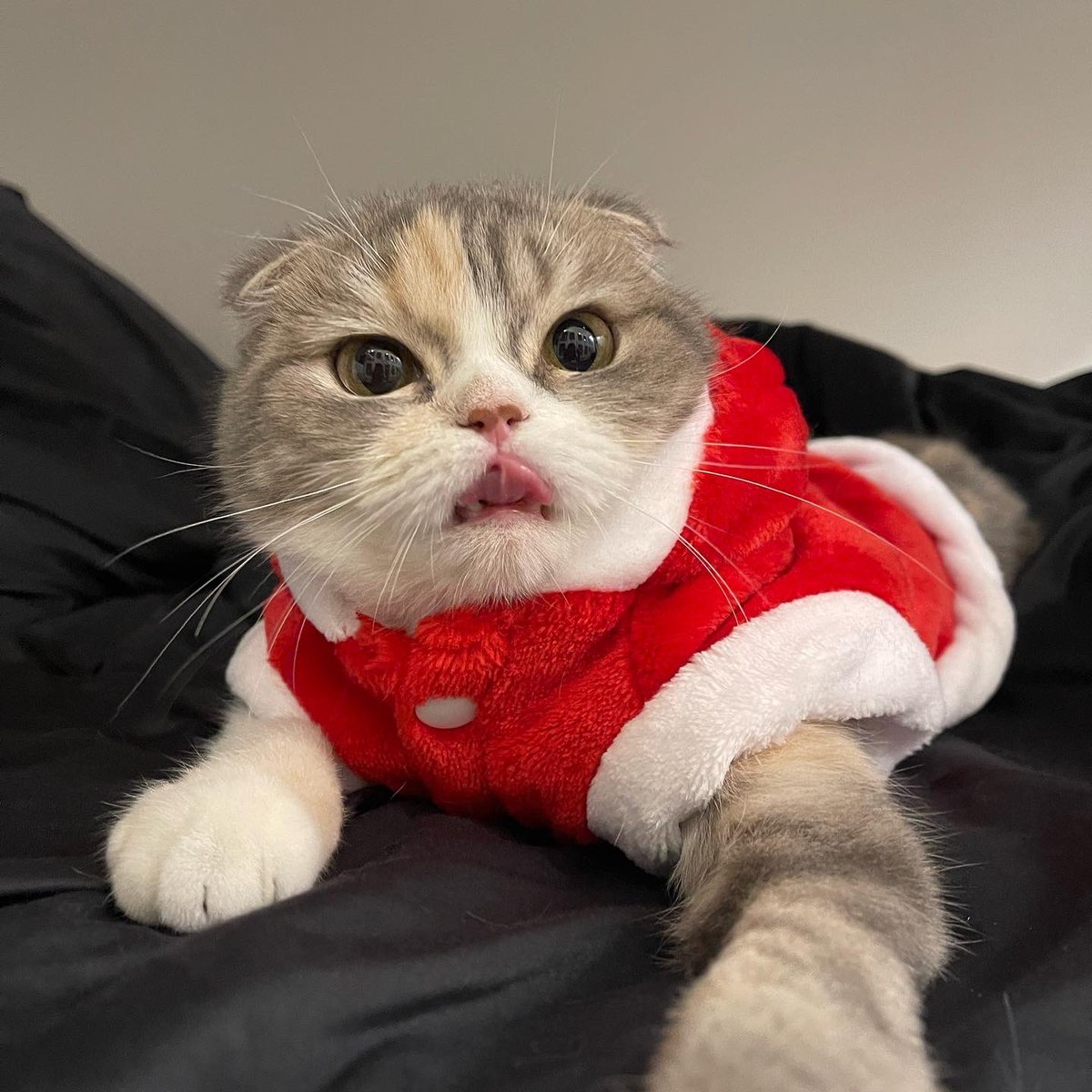 Merry Christmas 🎄✨