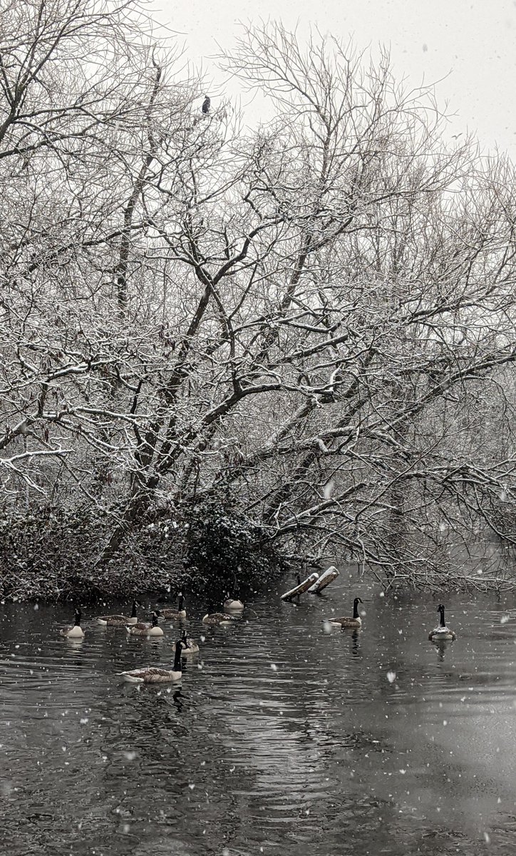 Merry Christmas! No snow this time but here's the geese of Wandsworth Common enjoying a flurry earlier this year.