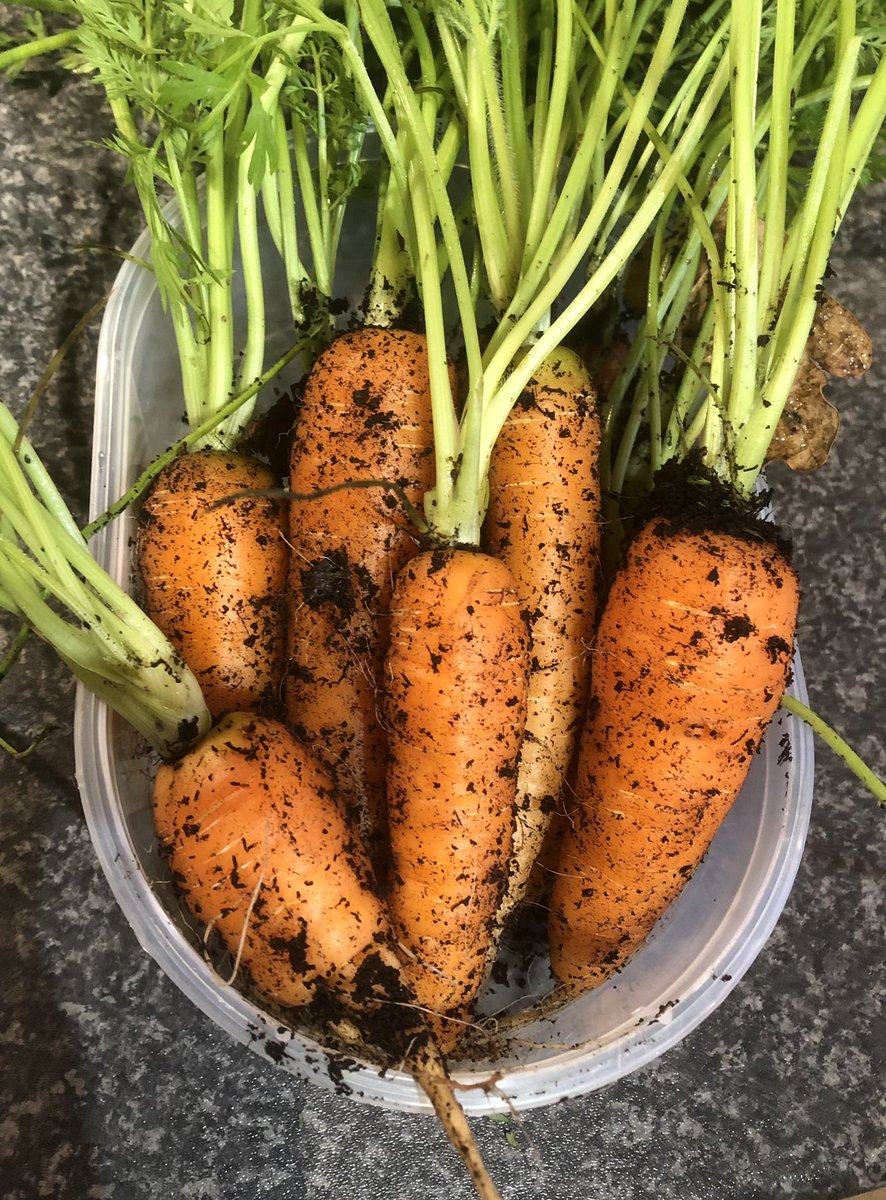 NotSoAdventures's tweet photo. We have waited until today to harvest our first ever attempt at growing carrots, in containers in our garden. Merry Christmas everyone! https://t.co/34MNdJWybs