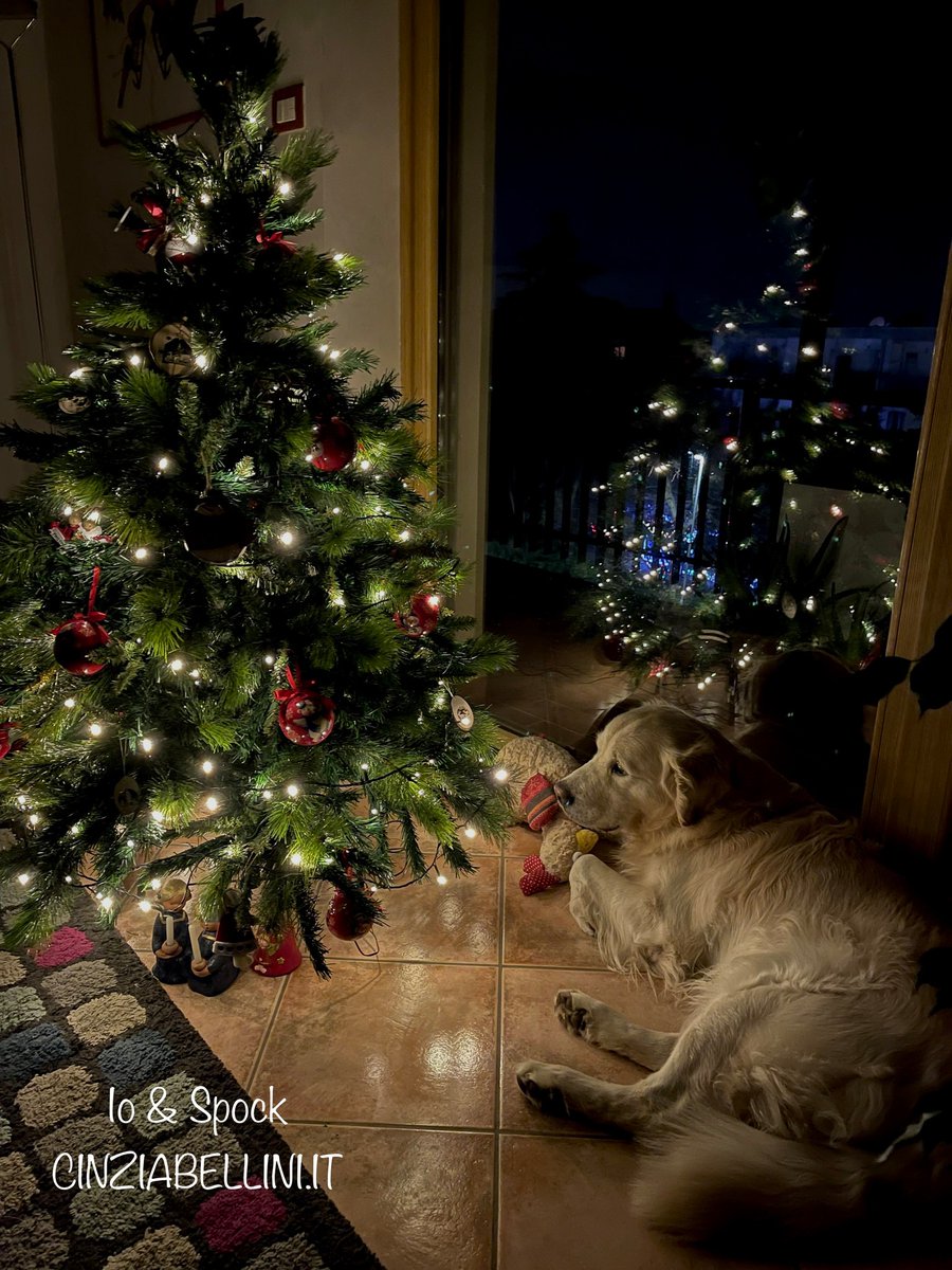 itcinziabellini's tweet photo. Auguri di un sereno Natale all'insegna di fiducia, speranza e rinnovamento a tutti i nostri amici (a due e quattro zampe)❤️. #Natale #speranza #lovemydog #inostriamicianimali #IoeSpock #GoldenChristmas #goldenretriever https://t.co/qLK6ErsuN7