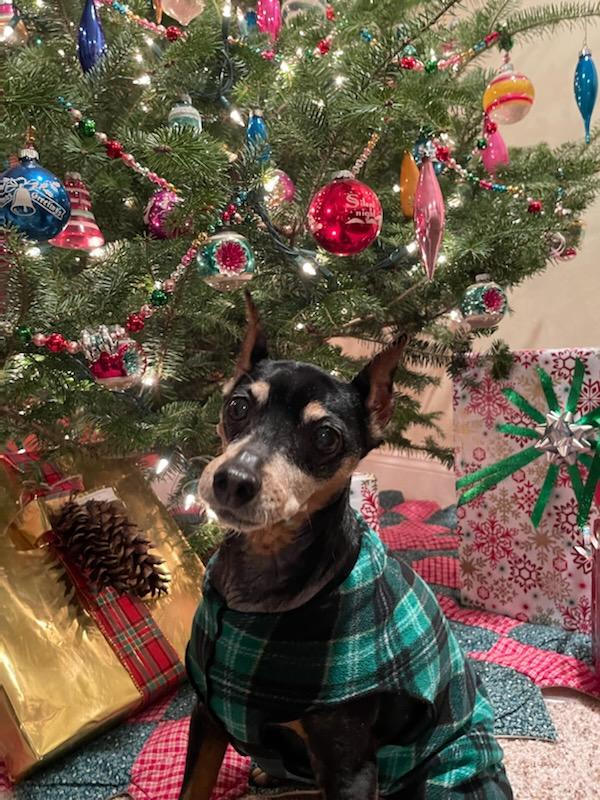 blueblazenews's tweet photo. Merry Christmas from our family (especially from Lacey the Blue Blaze guard dog) to yours! #BlueBlazeAssociates #Laceylovesholidays #tartinwear https://t.co/q91TQ9ZNM6