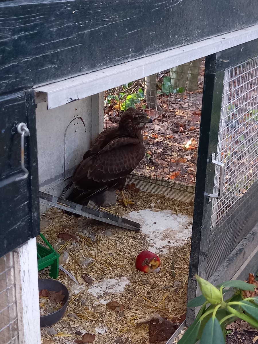 Hoorde heel veel herrie in het kippenhok. Zat deze mooie maar ook enge buizerd in het hok. 
#Gelukkiggaathetgoedmetdekippen
#Wonenindenatuur