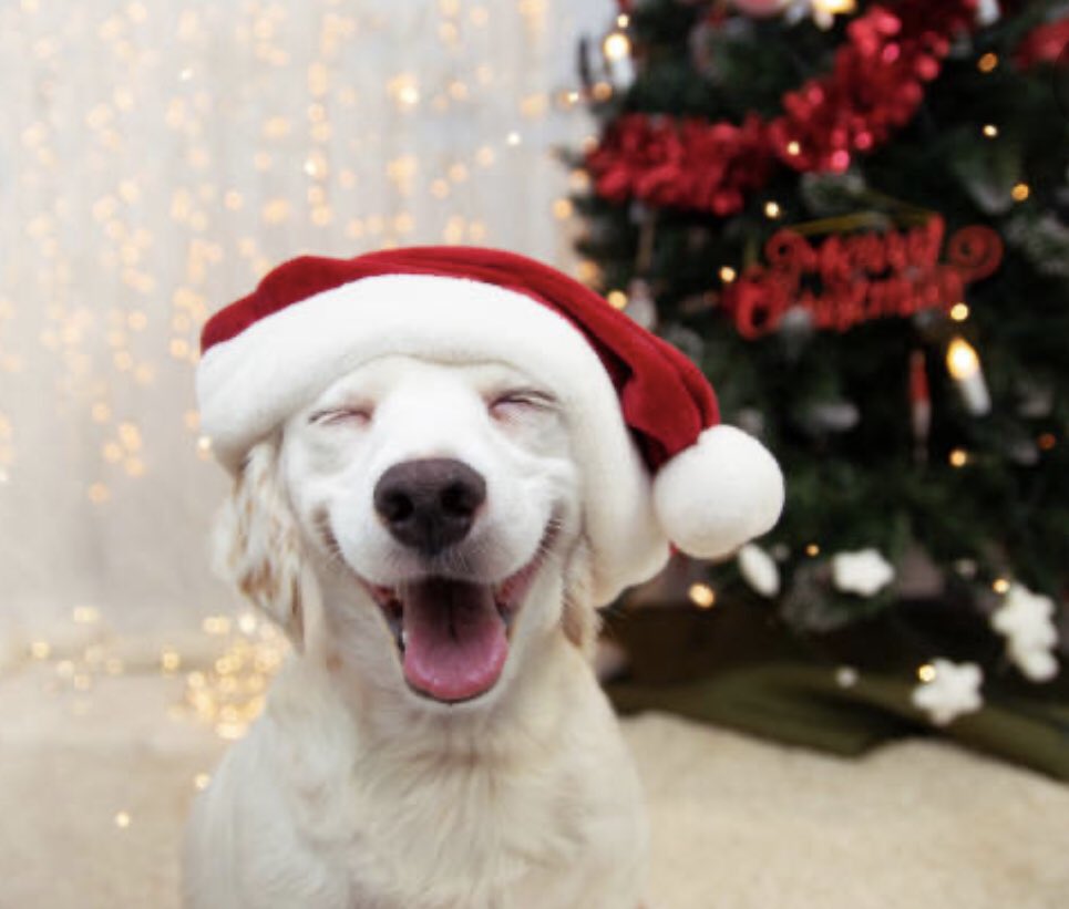 Moo’s Angels Pet Care tweet media