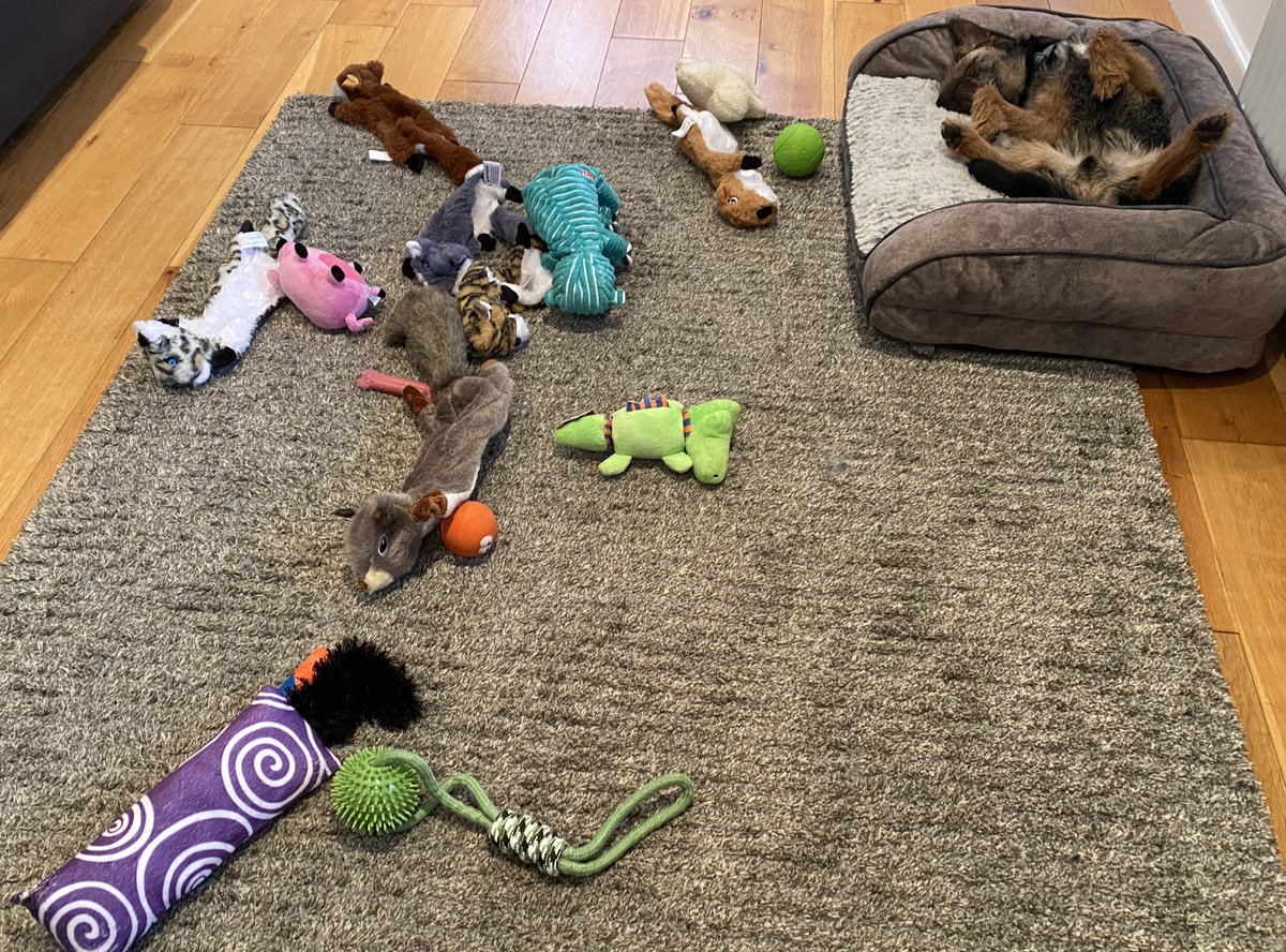 MrSebBT's tweet photo. Uh oh …… #btposse. Puppy down  😂😂😂😂😂😂#firstxmas  🎄🎄💕💕🐾 https://t.co/hkrSb0Y2F5