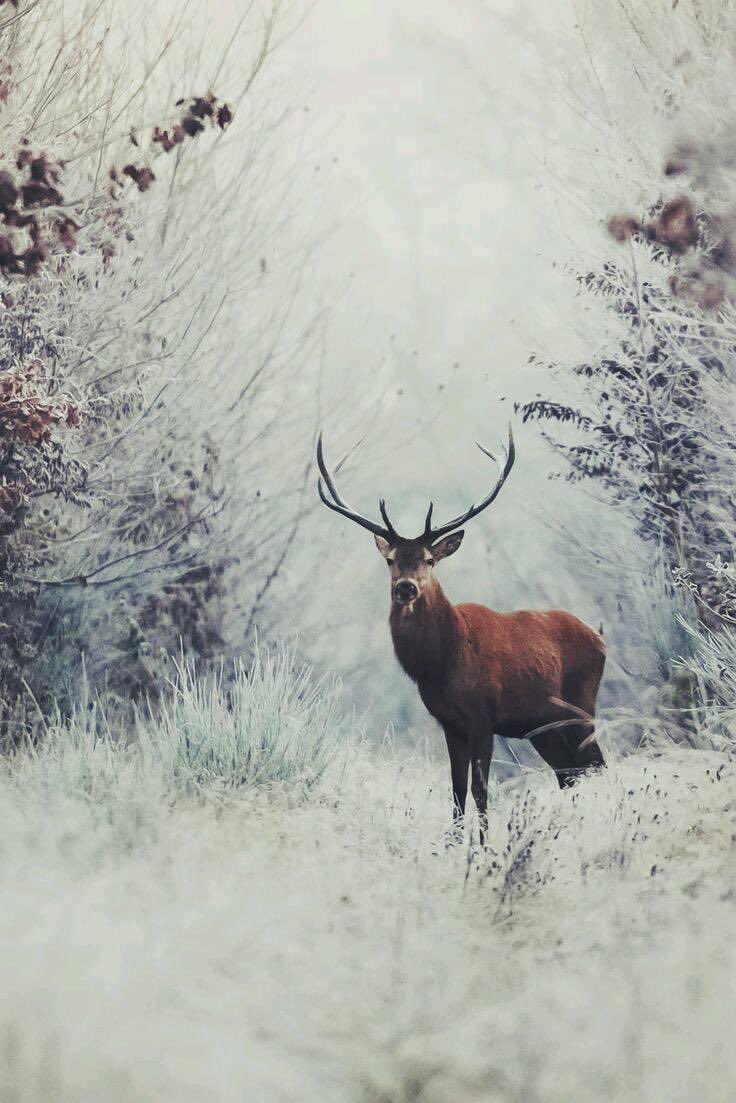 TaraIsisGerris's tweet photo. Christmas blessings deer ones 🌲🦌

No matter how you spend your days,
my wish for you is that you feel loved. https://t.co/w75W1UB36d