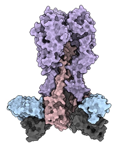 functionalfood's tweet photo. No more annual flu shot? #Scripps Research and collaborators find new target for universal influenza vaccine https://t.co/ZpcRZroYPp https://t.co/9uns7TjYDd