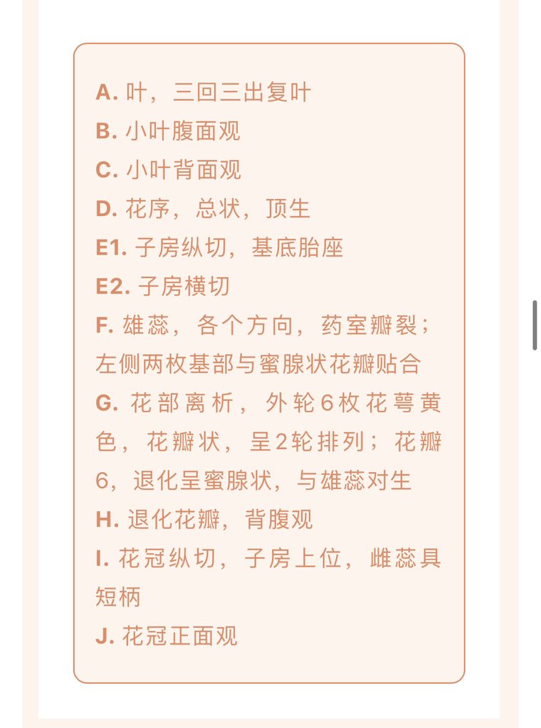 Doradaemon 厚皮香八角https T Co E9x7mohqon Twitter