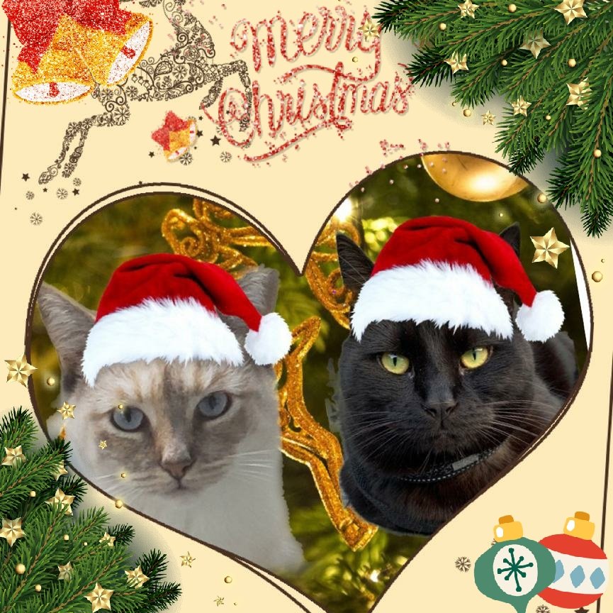 Denise (@luvthebeachdd) on Twitter photo Merry Christmas and a happy and healthy New Year and
2022!! Love, Chubby, Mankas and the Mom's!😹😹🎄🎁🎅
<a href="/KevinScampi/">Kevin,Scampi,Lettie,Bea,Ted😺</a> <a href="/ToughGuyMankas/">Mánkas</a> <a href="/VitoandEnzosMom/">Vito & Enzo’s Mom</a> <a href="/VitCza/">Rocky 😸Tabitha 😽Bernee🐻🌈Vitcza🌈Barney</a> <a href="/keepupwithjen/">Jenn</a> <a href="/kimmies_kitties/">Yoda🌈 and CheezIt🌈</a> <a href="/vroberts9/">Vicki & 🐾Misty, Maggie & Molly🐾</a> <a href="/SomoraRocks/">Somora</a> <a href="/Hedgewatchers/">Hedgewatch</a> <a href="/deborah26449389/">Sassy&kids&BuddyB❤😻🐾😼🐾😻 ❤😸💓 LucyBell🐕🤗</a> #CatsOfTwitter #Christmas Merry Christmas and a happy and healthy New Year and
2022!! Love, Chubby, Mankas and the Mom's!😹😹🎄🎁🎅
<a href="/KevinScampi/">Kevin,Scampi,Lettie,Bea,Ted😺</a> <a href="/ToughGuyMankas/">Mánkas</a> <a href="/VitoandEnzosMom/">Vito & Enzo’s Mom</a> <a href="/VitCza/">Rocky 😸Tabitha 😽Bernee🐻🌈Vitcza🌈Barney</a> <a href="/keepupwithjen/">Jenn</a> <a href="/kimmies_kitties/">Yoda🌈 and CheezIt🌈</a> <a href="/vroberts9/">Vicki & 🐾Misty, Maggie & Molly🐾</a> <a href="/SomoraRocks/">Somora</a> <a href="/Hedgewatchers/">Hedgewatch</a> <a href="/deborah26449389/">Sassy&kids&BuddyB❤😻🐾😼🐾😻 ❤😸💓 LucyBell🐕🤗</a> #CatsOfTwitter #Christmas