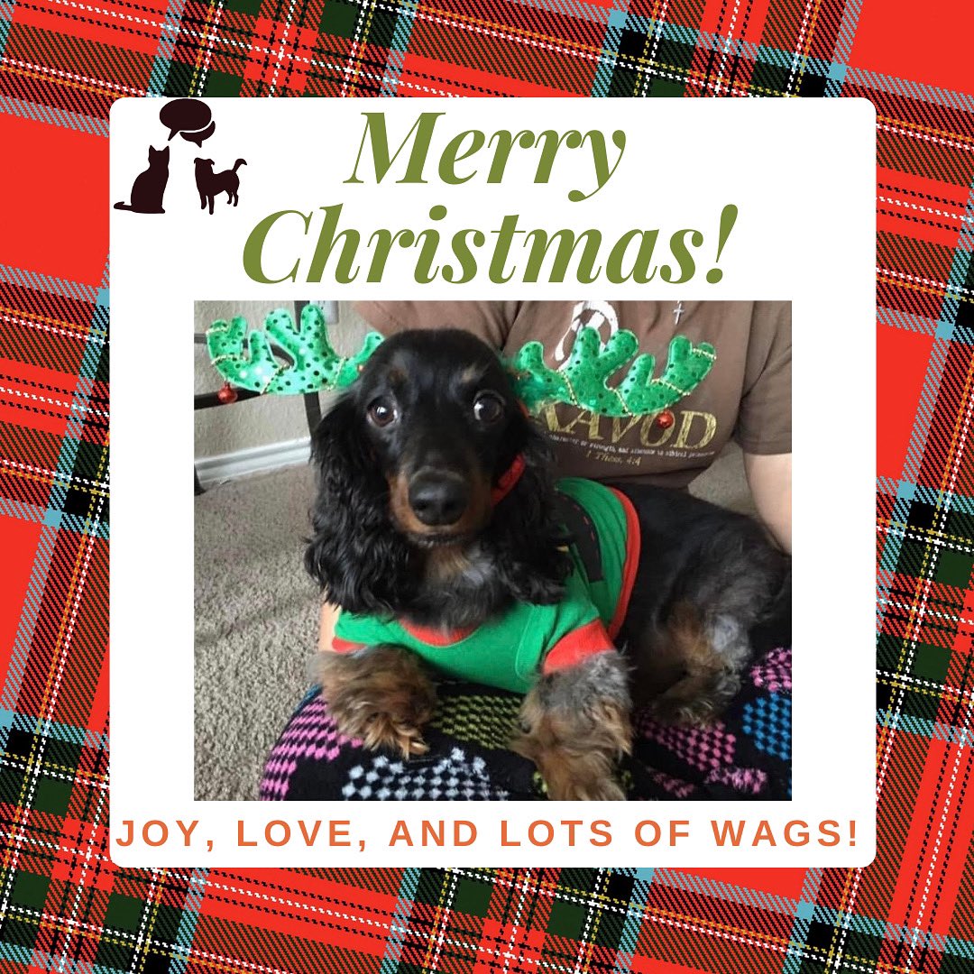 psconfessional's tweet photo. Merry Christmas from us and our OG pup Kobe 🐾🎄How are you spending this holiday?

.
.
.
#petsitterconfessional #podcast #petsitter #petsitting #dogsitter #dogsitting #dogwalking #dogwalker https://t.co/wxE1GV1fhx