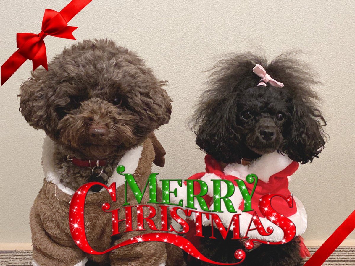 Ron_Porun's tweet photo. MERY CHRISTMAS🎄

#しっぽ会
#トイプードル
#多頭飼い
#犬好きさんと繋がりたい https://t.co/SCQX0XWpUn