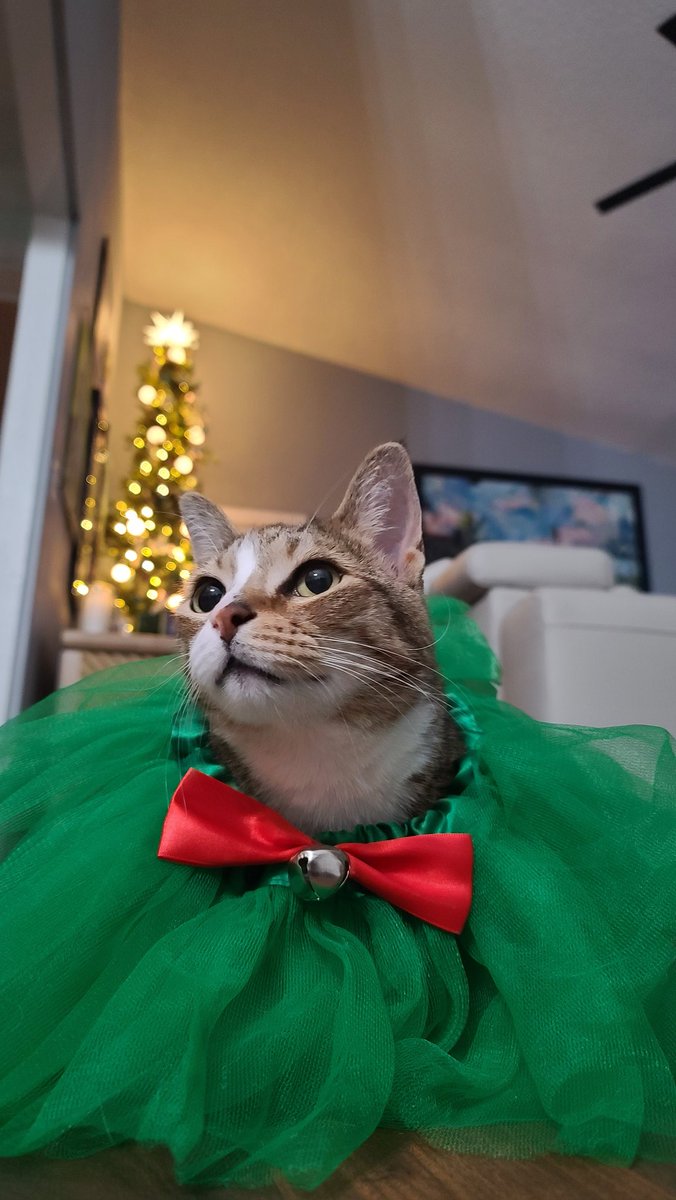 Gm and Merry Christmas ❤🎄