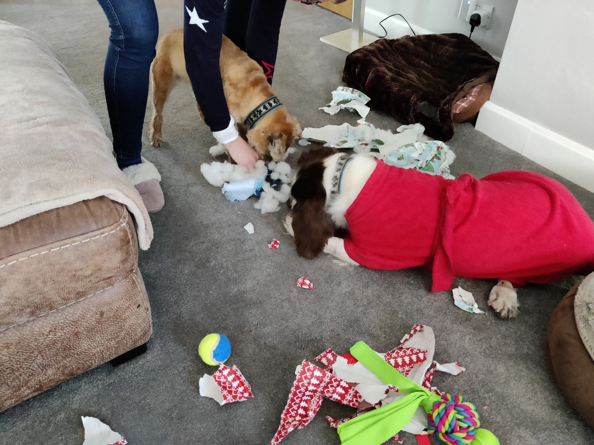 kelsoterrier's tweet photo. De-stuffed before it was even fully out the wrapping, that's how I roll ๐ #destructogang https://t.co/wbU3BBEi2R