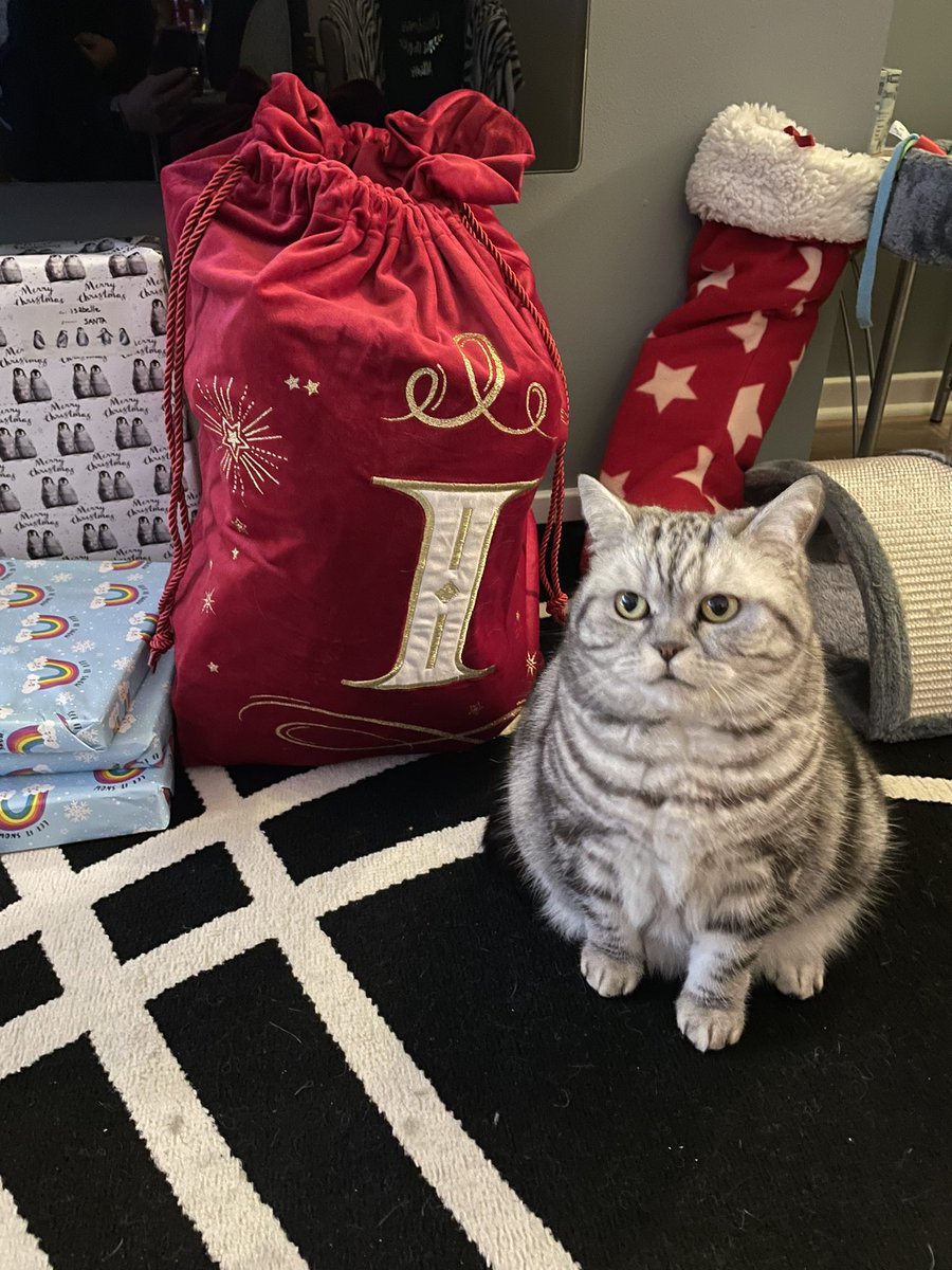 rosiepiecat's tweet photo. @Number10cat So many boxes to sit in and wrapping paper to chew! Best day of the year 😻 https://t.co/Hdc52OnIqr