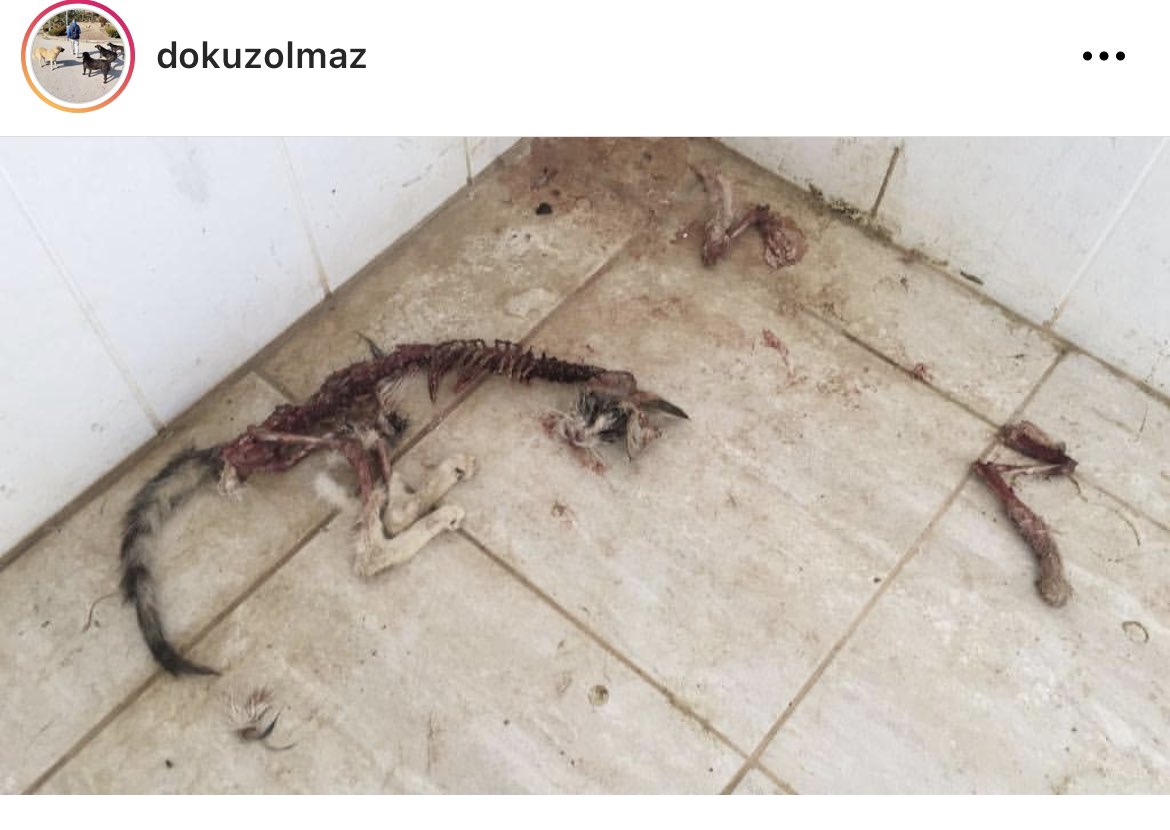 Barınakların, yani senin tabirinle otel konforundaki barınakların gerçek hali.. <a href="/RTErdogan/">Recep Tayyip Erdoğan</a> 
 #SokakHayvanlarıSahipsizDeğil