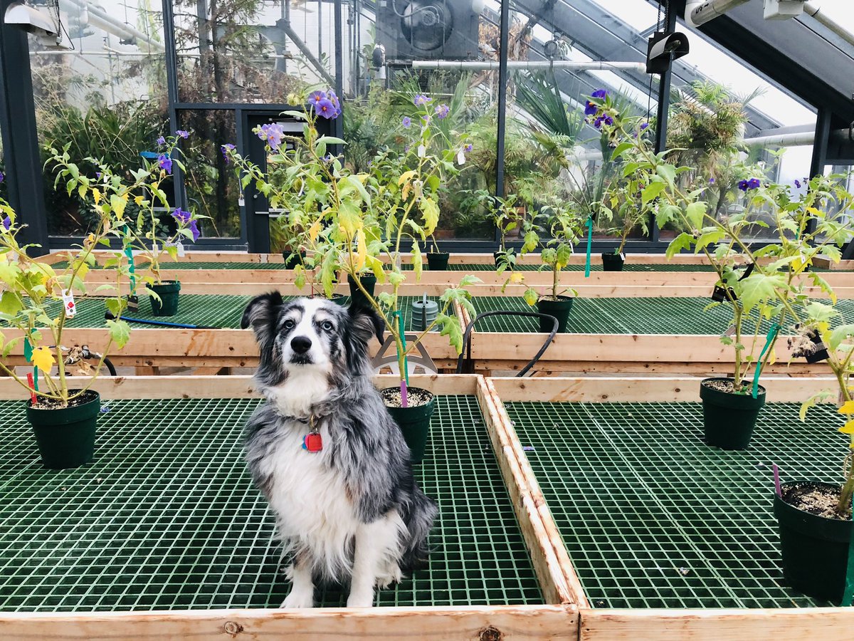 MartineBotany's tweet photo. Merry Xmas from Chewie, our lab’s lead CI…. Who knows that plants need water, even on holidays. #iamabotanist #dogsofSTEM https://t.co/ELlbnJLYyY