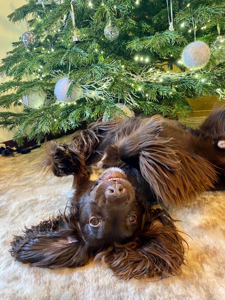 Protect_MyPet's tweet photo. A very Merry Christmas to all our lovely pack members and four-legged friends, we hope you have a magical day! 🎄🐾

📸 Bronson 

#Christmasday #festivefun #santapaws #protectmypet  #protectyourpet #healthypetshappypets #MerryChristmas #MerryChristmas2021 https://t.co/foOaep1kFa