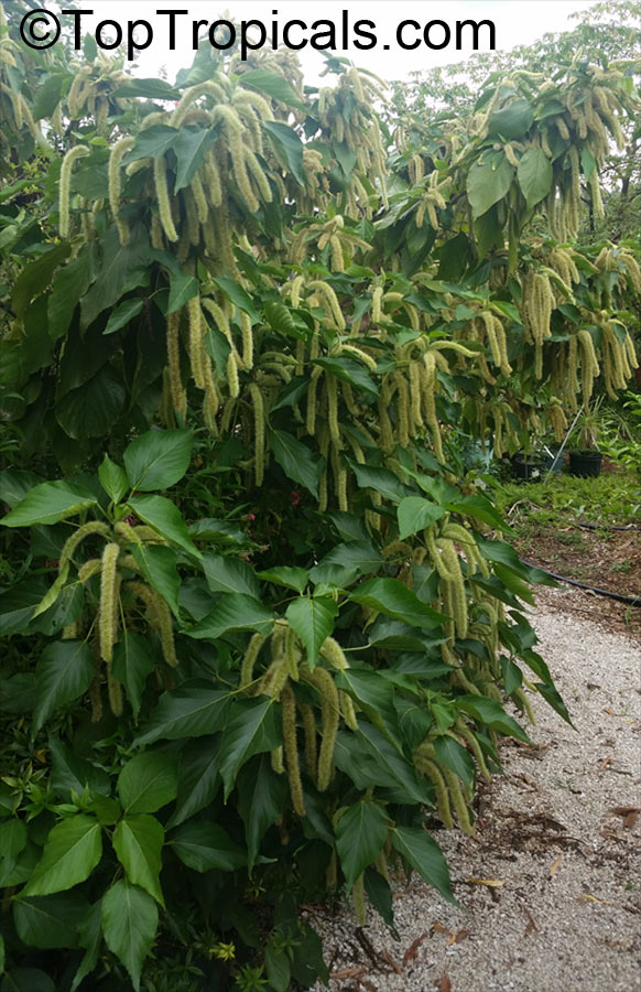 toptropicals's tweet image. #Acalypha hispida Alba - White Cat Tail has plain, green leaves, but compensates by producing masses of long inflorescences that hang down.
Extremely rare cultivar of Cat Tail with white flowers.
A real beauty!
toptropicals.com/cgi-bin/store/…
#rareplants
#floweringshrubs
#SaturdayMorning