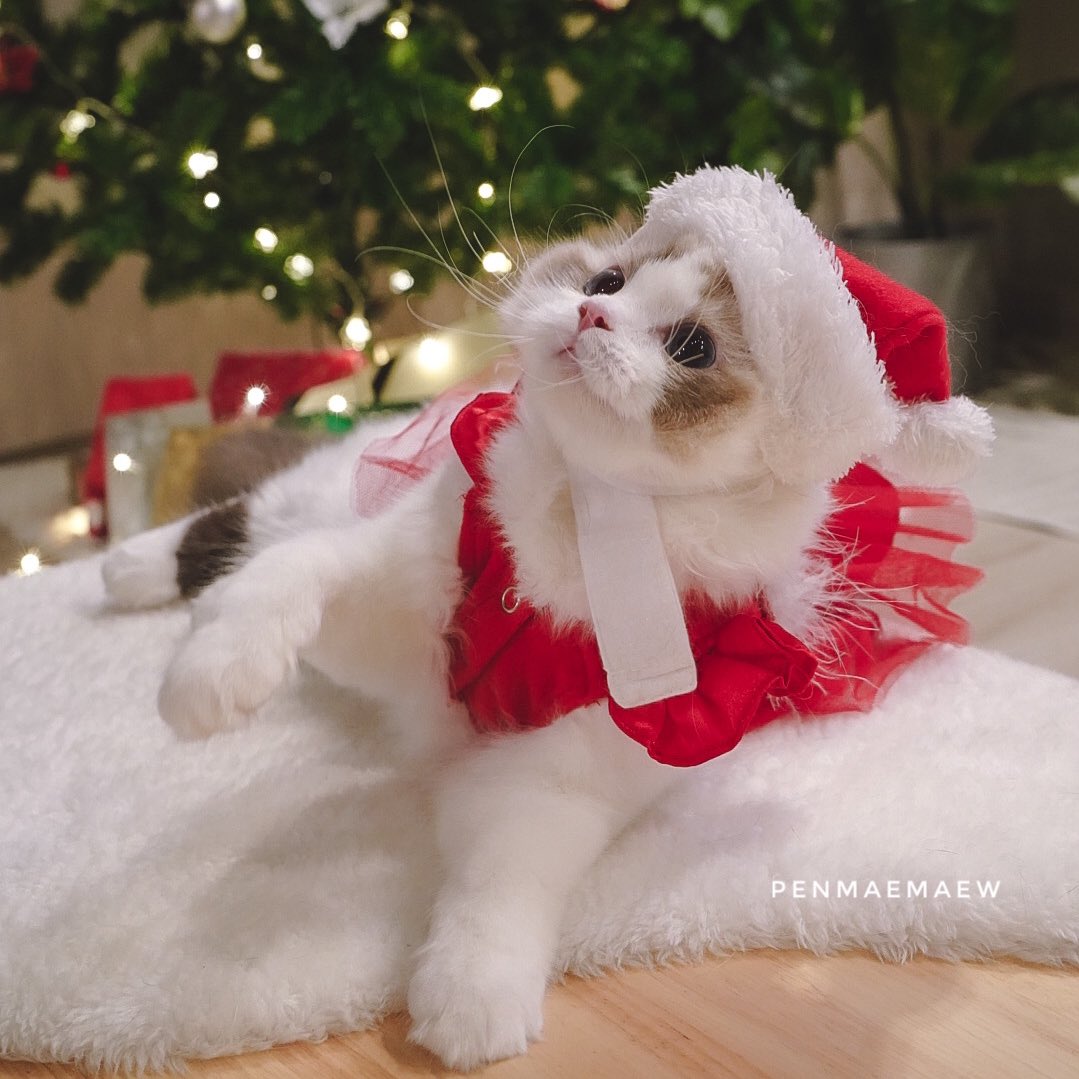 ปิดท้ายคริสต์มาสด้วยสาวฉวยบายูค่า