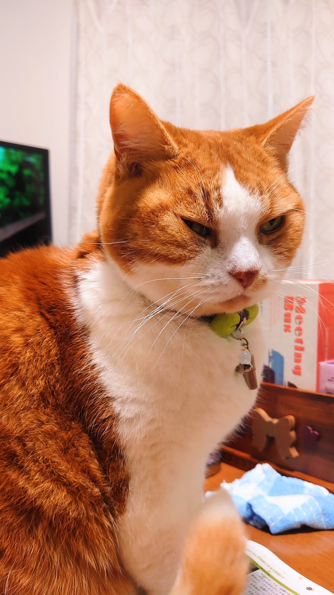 ふてねこ Twitter Search Twitter