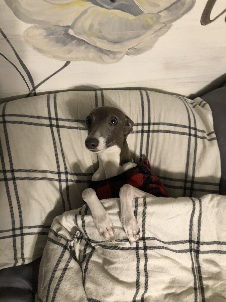 drewksmith33's tweet photo. My sweet lucy girl would’ve turned 3 today 💔 losing a fur baby never gets easier https://t.co/q1pPJBZ9MU