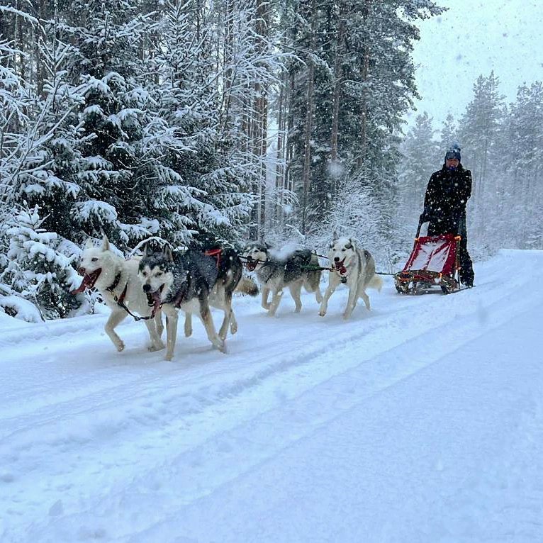 Lunta satanut sen verran maahan, jotta reki saatiin ottaa esiin. Ulkona liikkuminen koirien kanssa on kaikkein parasta. #siperianhusky #sleddogs #mushinglifestyle #siberianhusky
