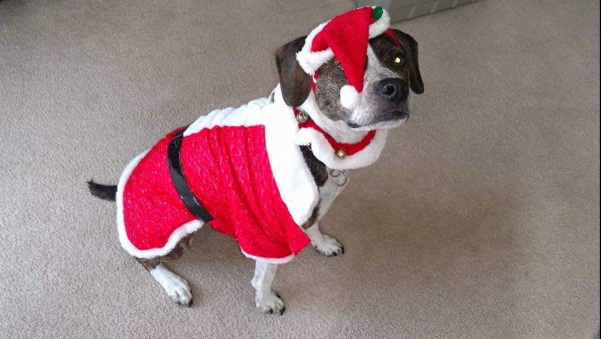 show_glen's tweet photo. Merry Christmas everyone #communityblue https://t.co/54e3pnGV6R