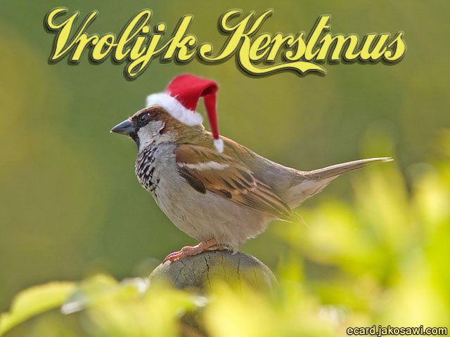 PromusWebdesign's tweet image. 