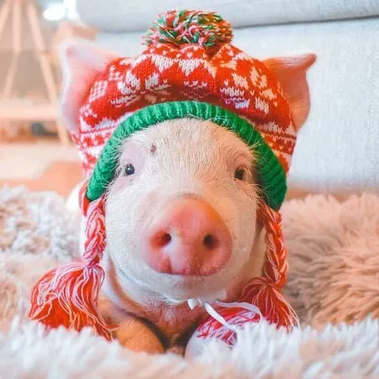 The only pigs in blankets we need this Christmas. Merry Christmas! 🎄 🐷 

<a href="/RefugeSisu/">SisuRefuge</a>