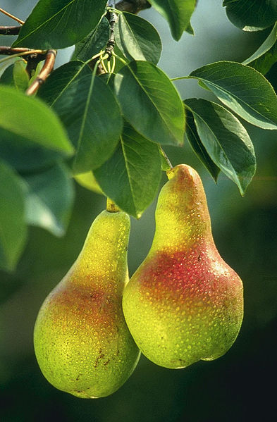 Wordsworthians's tweet photo. For the #12DaysofChristmas, Day 1, From Wordsworth's 'The Old Cumberland Beggar' https://t.co/FttbSntz6Q

The easy man
Who sits at his own door and like the pear
That overhangs his head from the green wall
Feeds in the sunshine

#APartridgeinaPearTree https://t.co/ATPJ13oaak