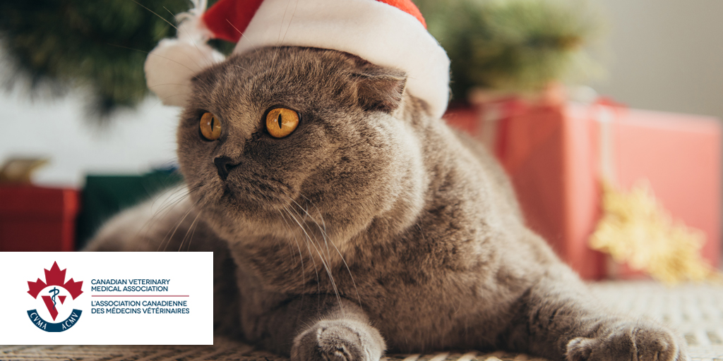 Sask Vets tweet media