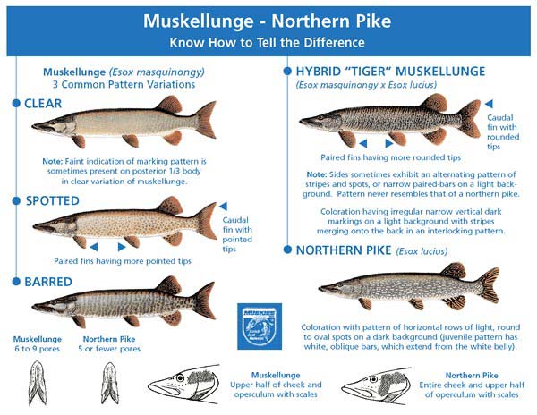 Katie O'Reilly on X: Northern pike is sometimes mistaken for its