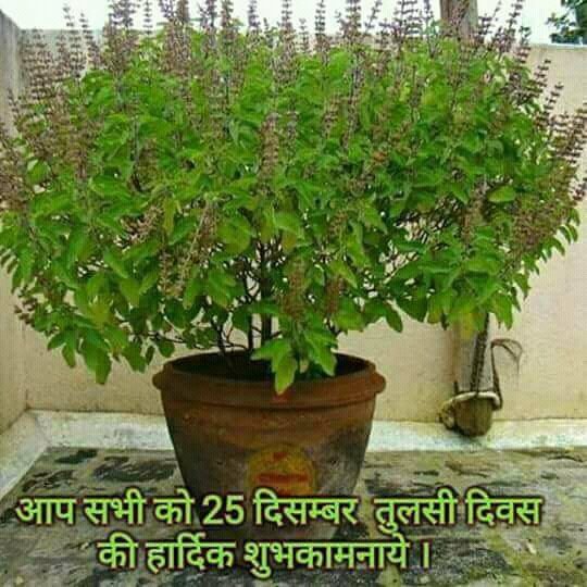 LataKhandelwall's tweet photo. देश की साम्प्रदायिक एकता देखिए कोई क्रिसमस माना रहा है # तो कोई तुलसी दिवस.. https://t.co/IGXqcEyU75